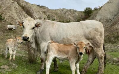 La Razza Romagnola. Tutti i segreti di una razza antica e nobile ancora poco conosciuta.
