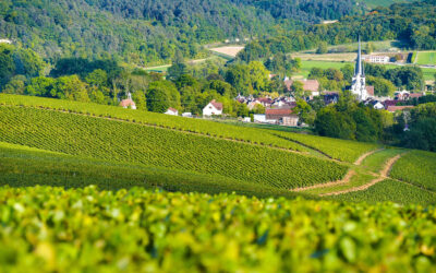 Perché la Borgogna è l’unica regione francese che resiste alla crisi del vino con il +5,6% sul 2024.