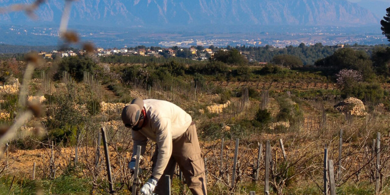 Recaredo, l’annata 2025 riporta il sereno nel Corpinnat dopo quattro anni di siccità