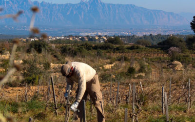 Recaredo, l’annata 2025 riporta il sereno nel Corpinnat dopo quattro anni di siccità