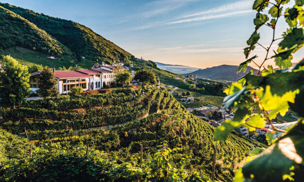Veneto Agricoltura, produzione vinicola 2026 in linea col 2025 nonostante il clima più estremo