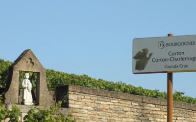 Borgogna 2026: L’Evoluzione di un’Annata Precoce tra Sfide Climatiche e Resilienza di Mercato