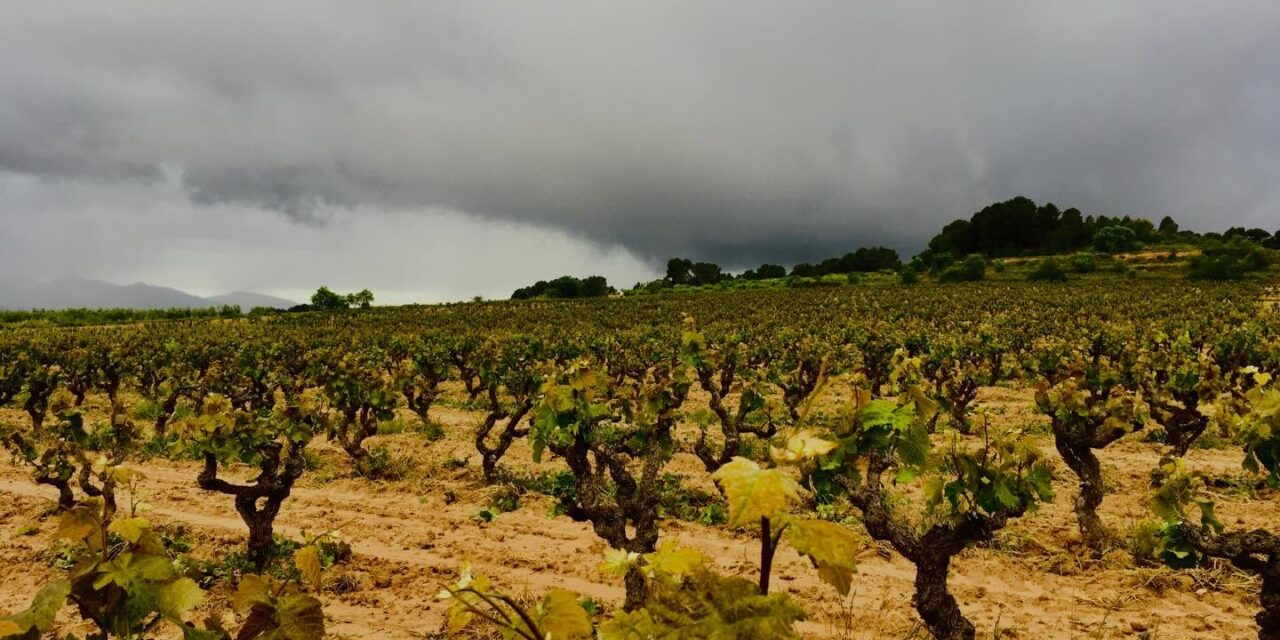 Cava International day: il metodo classico catalano tenta la “reconquista” dei mercati