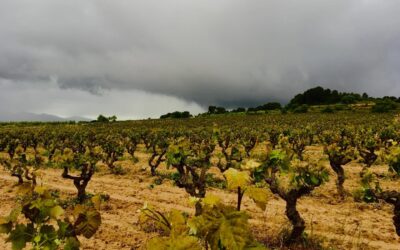 Cava International day: il metodo classico catalano tenta la “reconquista” dei mercati